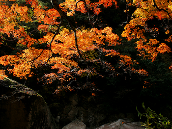 紅葉しているの写真