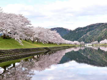 川沿いに咲いている桜の写真