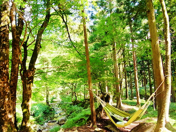 山の中でハンモックに乗っているの写真