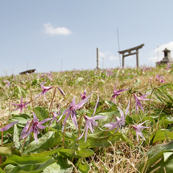 奥出雲町にある船通山カタクリ登山の写真