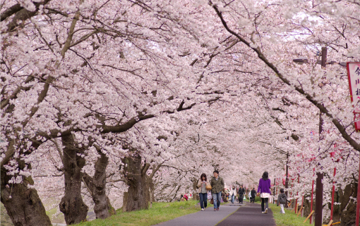 雲南市である桜まつりの写真