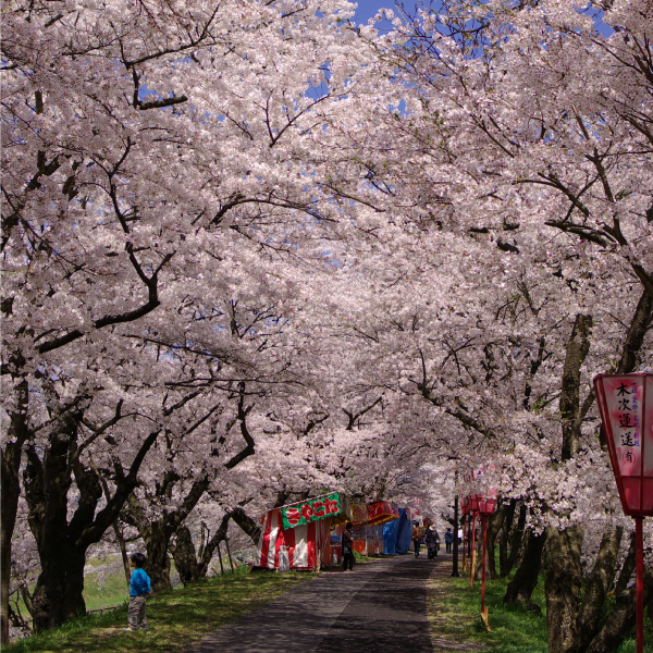雲南市の桜まつりの写真