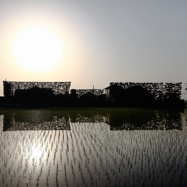 出雲平野築地松の写真