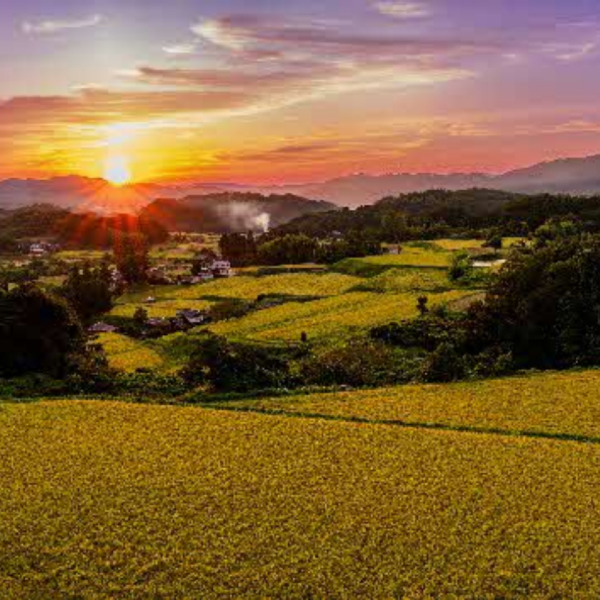 棚田の夕焼けの写真