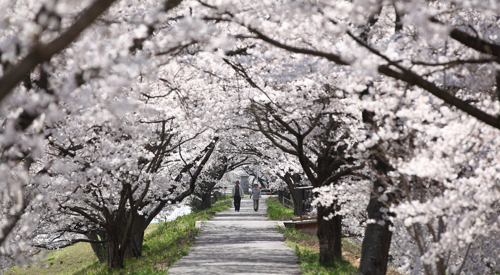 雲南市にある三刀屋川河川敷桜並木の写真